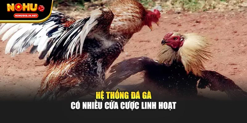 Hệ thống đá gà có nhiều cửa cược linh hoạt